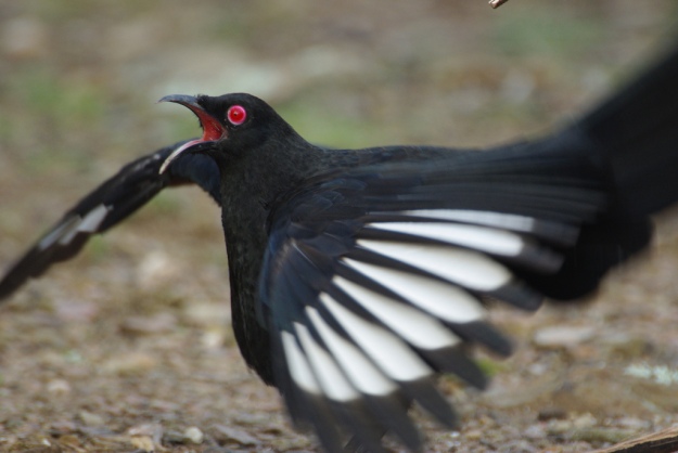 white winged chough 4